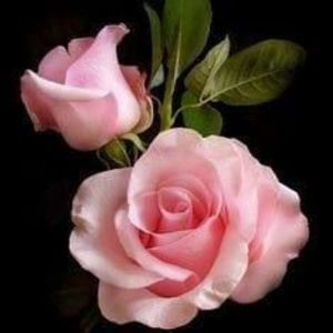 Meet your Posher, Terry